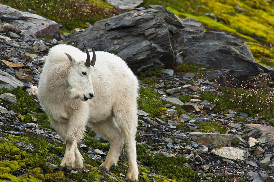 Kenai Fjords National Park Photograph - A Young Mountain Goat Billy Is Grazing by Michael Jones
