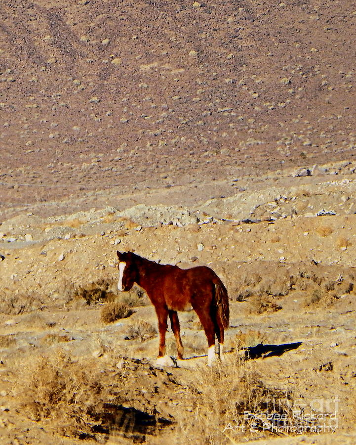 Horse Photograph - A Young Mustang by Bobbee Rickard