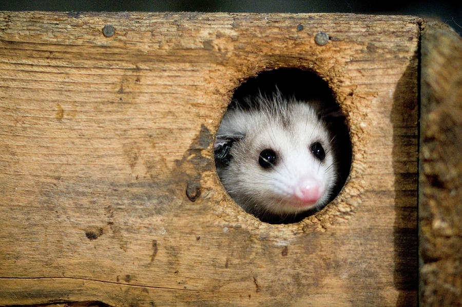 A Young Opossum Peers Photograph by Carl D. Walsh A Young Opossum Peers Photograph by Carl D. Walsh