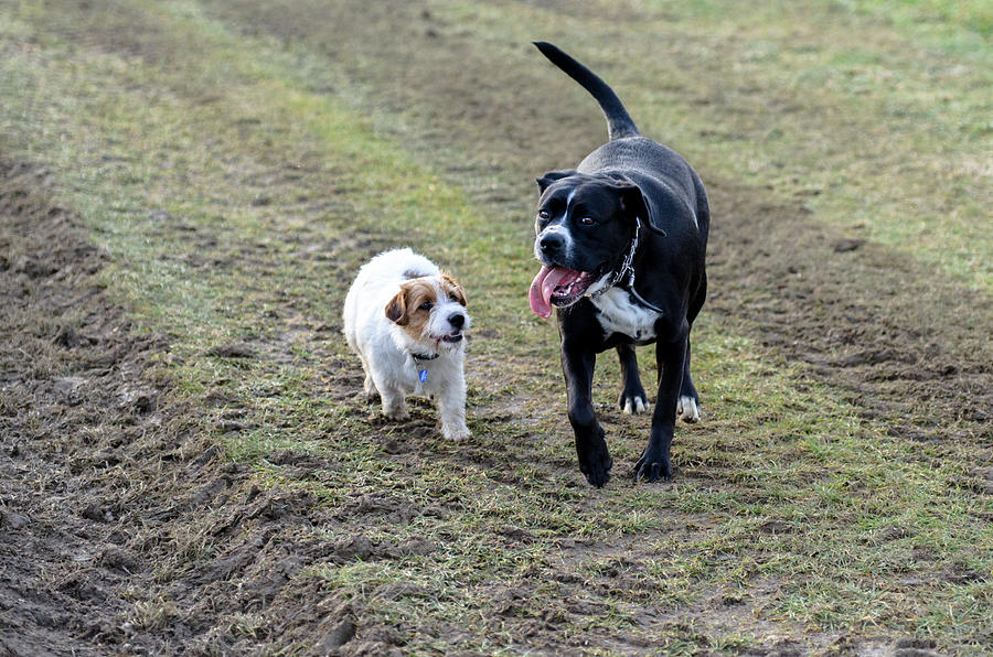 A young, playful dog Jack Russell terrier runs meadow in autumn with another big black dog. Photograph by Ucho103