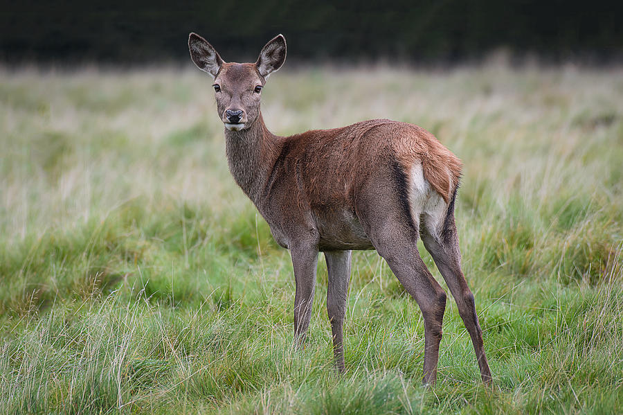 A young red deer doe standing Photograph by Alan Tunnicliffe Photography A young red deer doe standing Photograph by Alan Tunnicliffe Photography