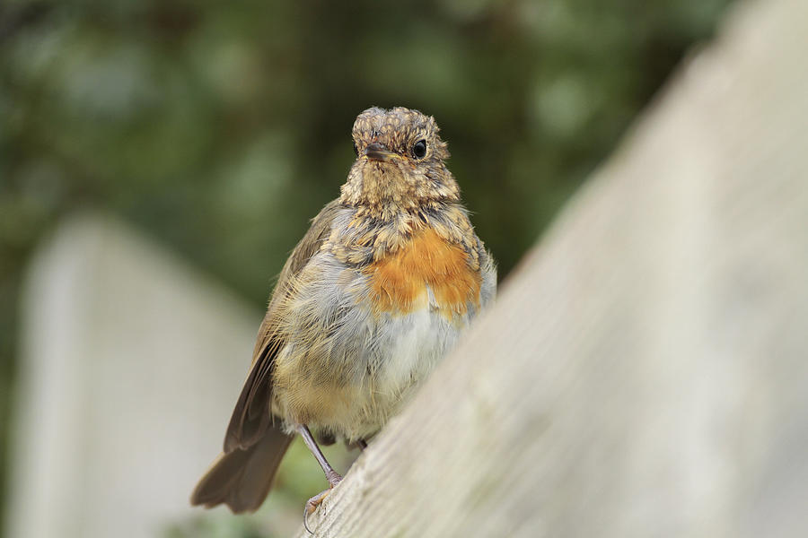 Robin Photograph - A Young Robin by Simon Gregory