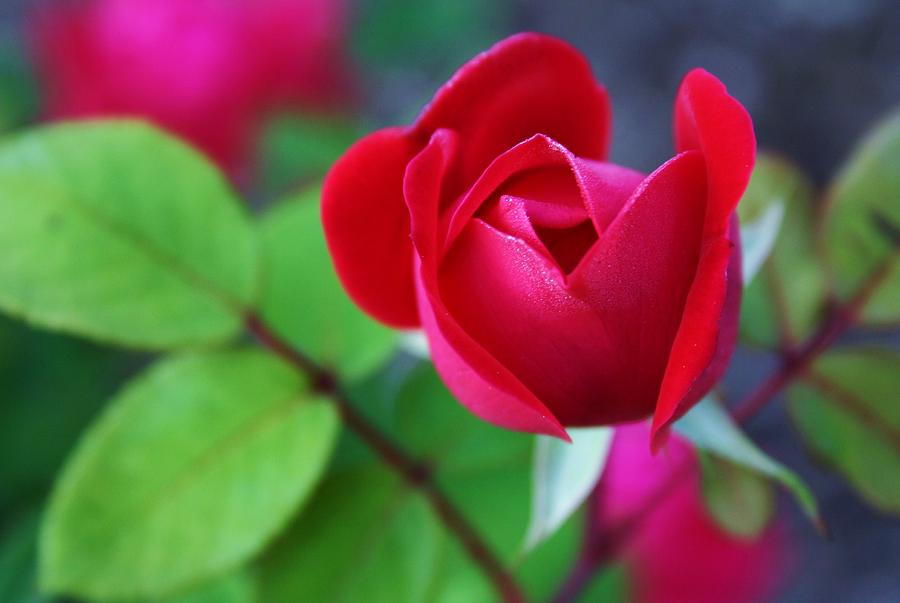 A Young Rose Photograph by Robin Mahboeb