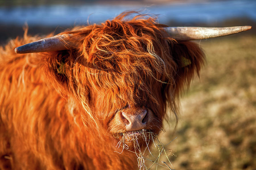 A Young Scottish Highland Cow Photograph by Eddie Esdale