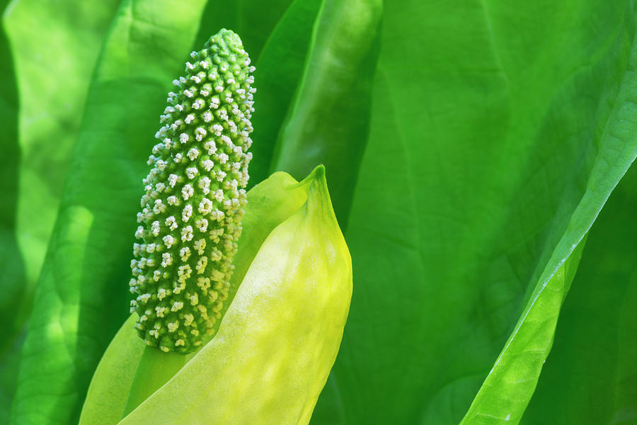 A Young Western Skunk Cabbage Photograph by Kevin Smith - Fine Art America