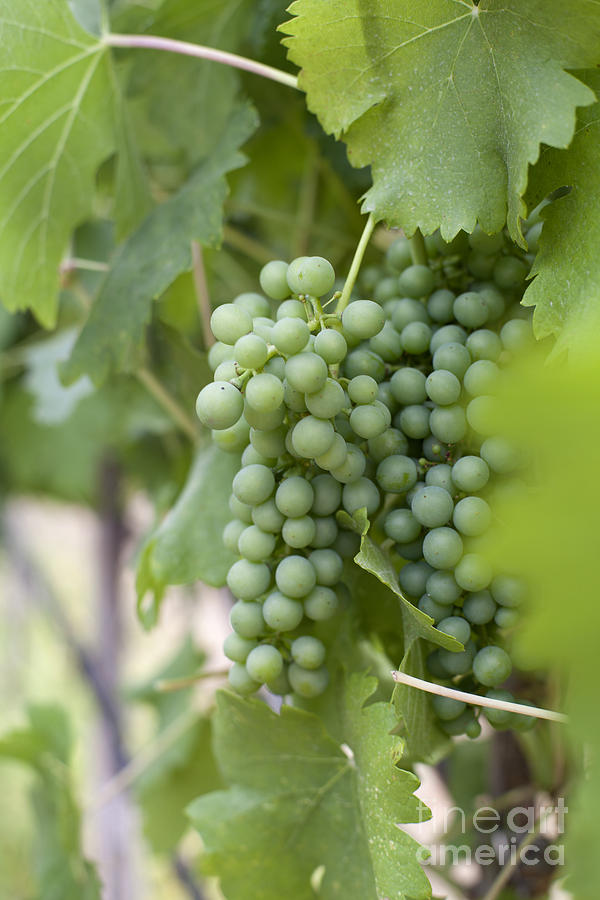 Wine Photograph - A Young Wine by Neil Webb