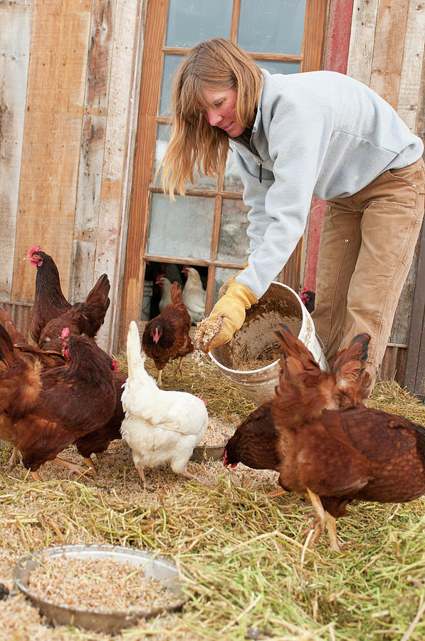 A Young Woman Feeds Chickens At An Photograph by Jeff Diener | Fine Art ...