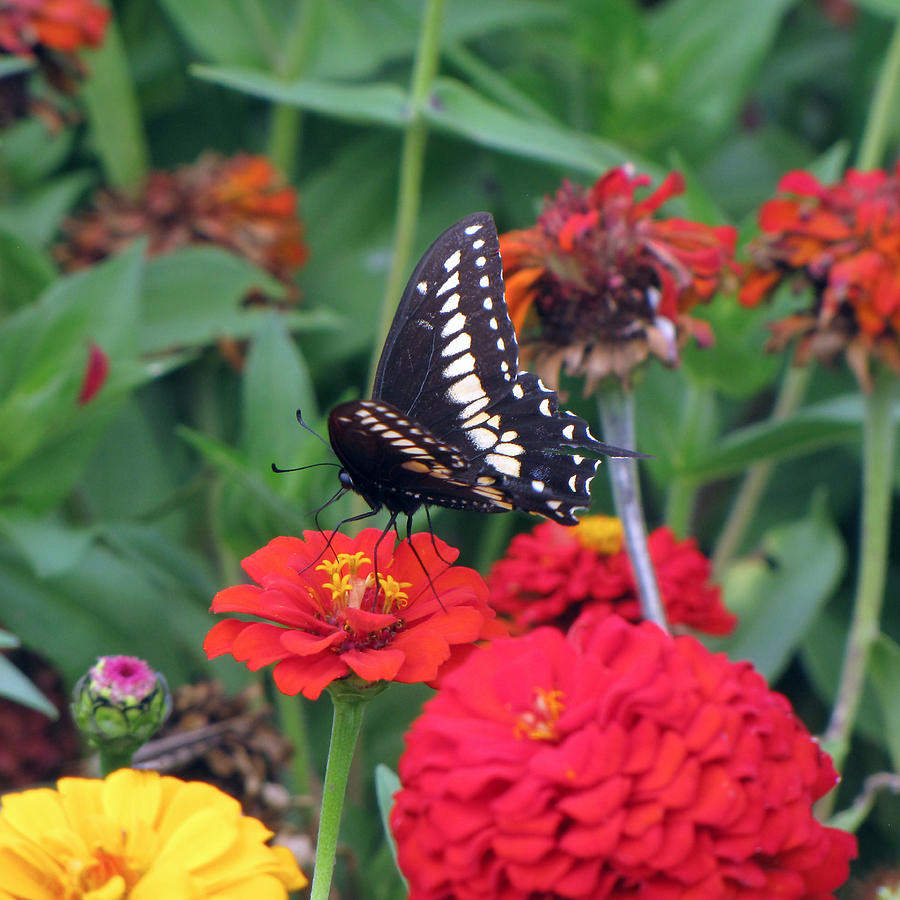 A Zinnia Snack Photograph by C H Apperson