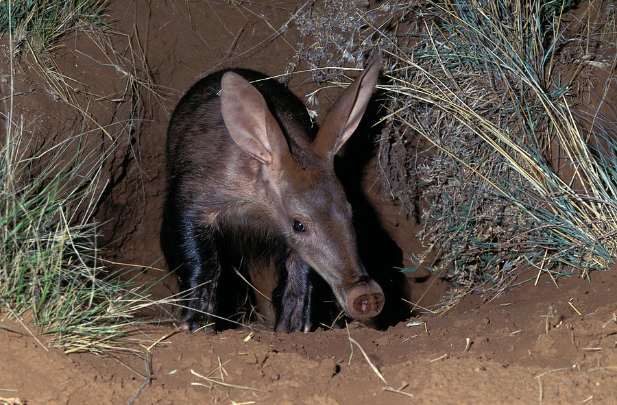 Aardvark Emerging From Burrow Photograph by Nigel Dennis