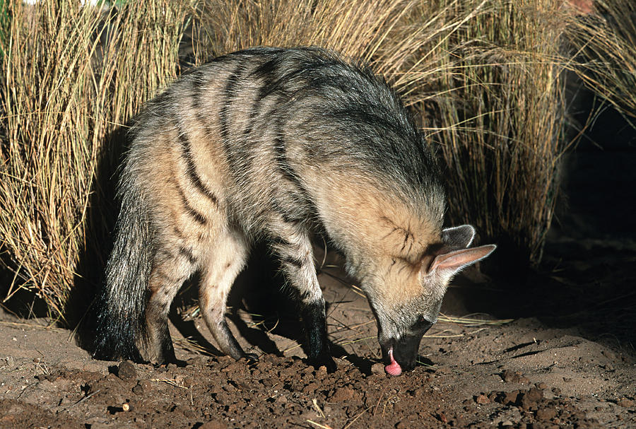 Aardwolf (Proteles cristatus) hunting, side view, Africa Photograph by Martin Harvey