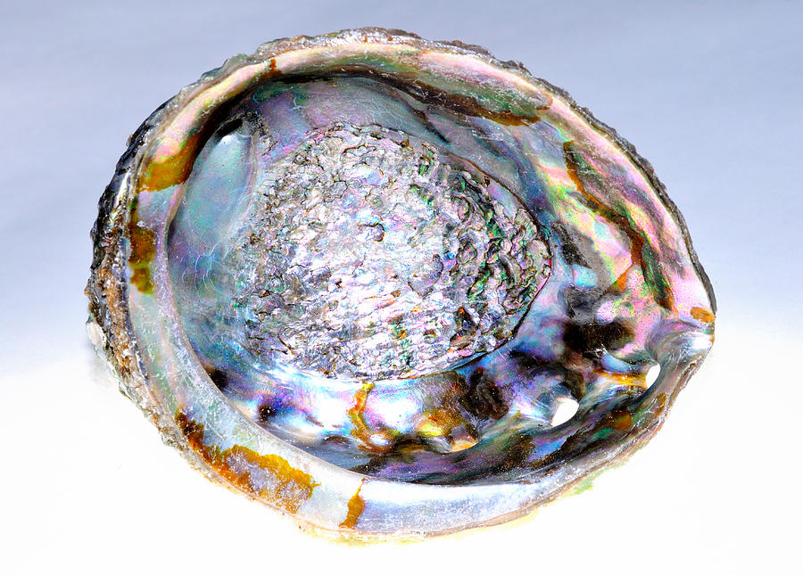 Shell Photograph - Abalone Colors by Seaside Artistry