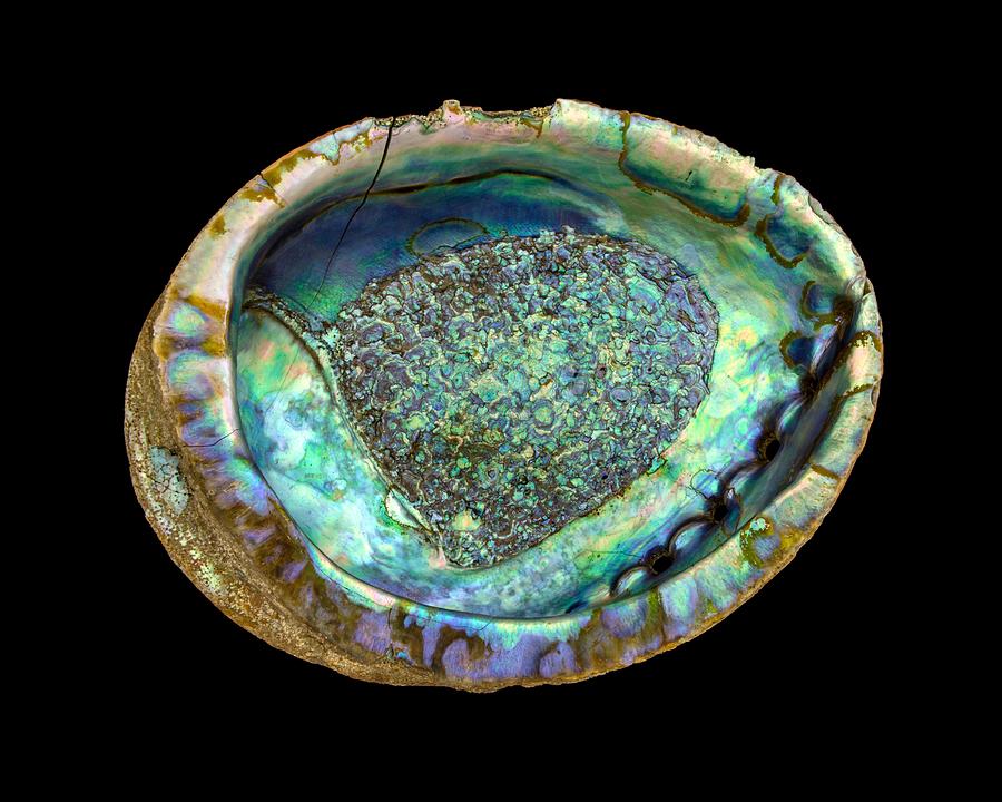 Abalone Seashell Photograph by Jim Hughes