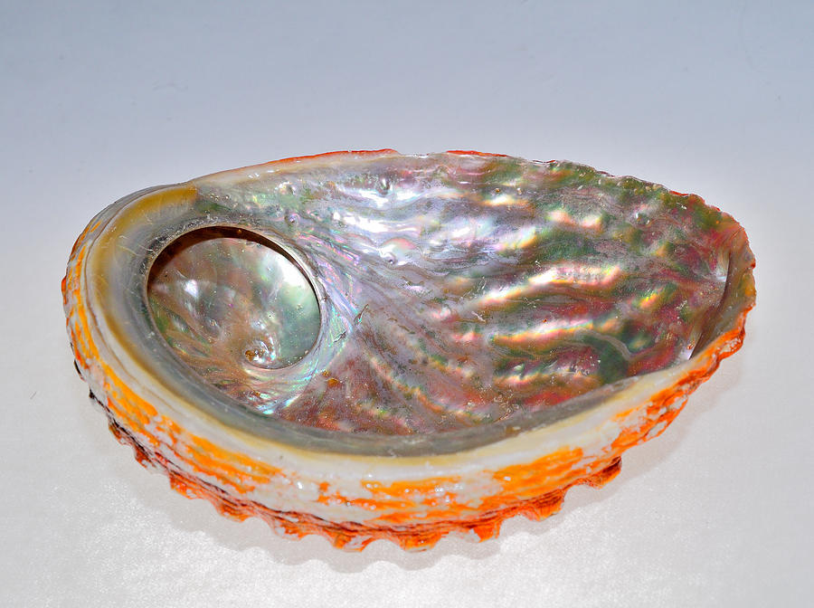 Shell Photograph - Abalone Shell #2 by Seaside Artistry