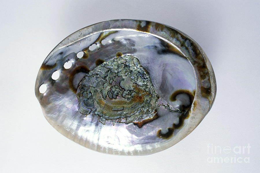 Animal Photograph - Abalone Shell by Barbara Strnadova