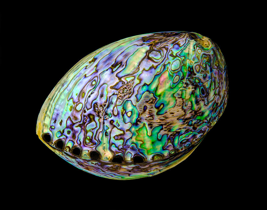 Abalone shell Photograph by Jim Hughes