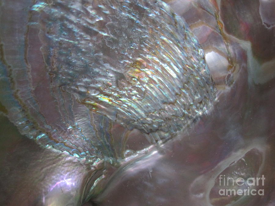 Abalone Shell Macro Abstract Photograph by Tara  Shalton