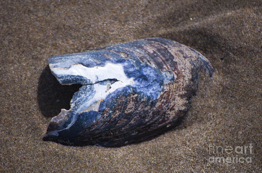 Abalone Shell On The Sand Photograph