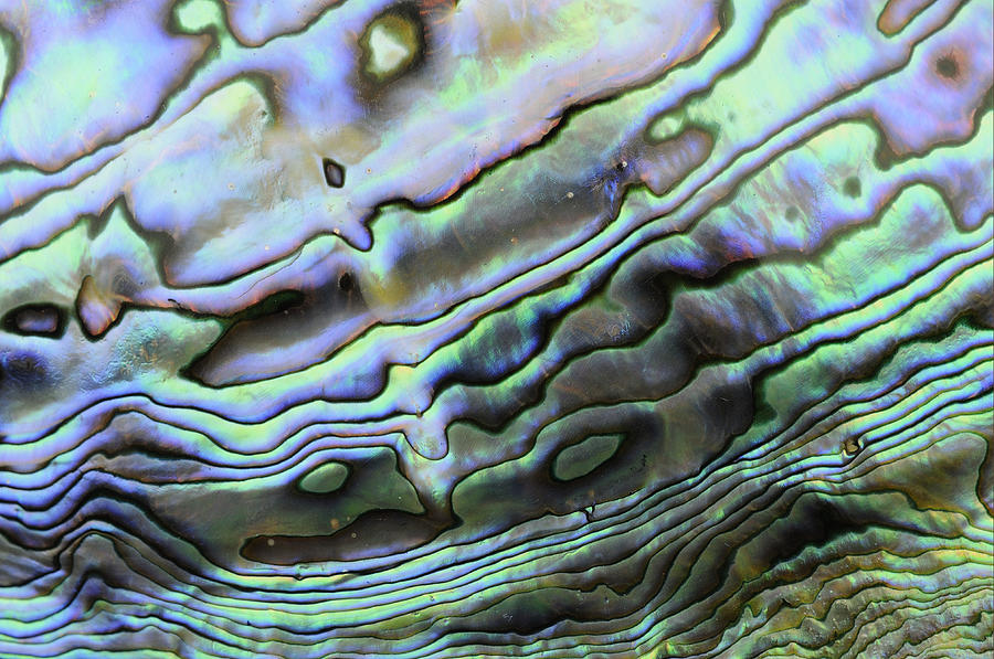 Abalone Shell Rainbow Photograph by Malcolm Schuyl