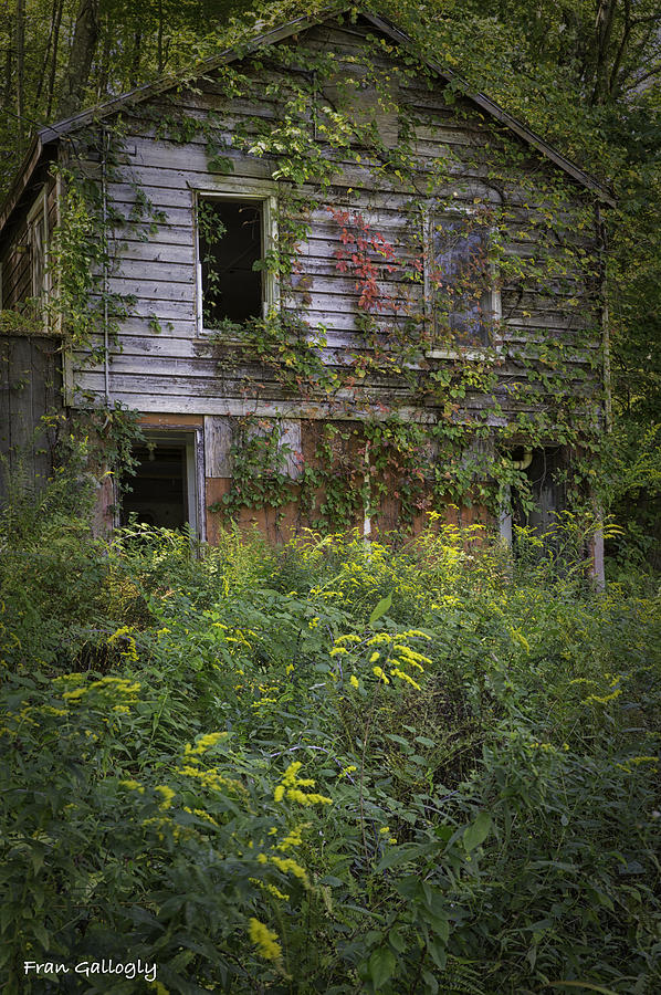 Abandoned Cabin Photograph by Fran Gallogly