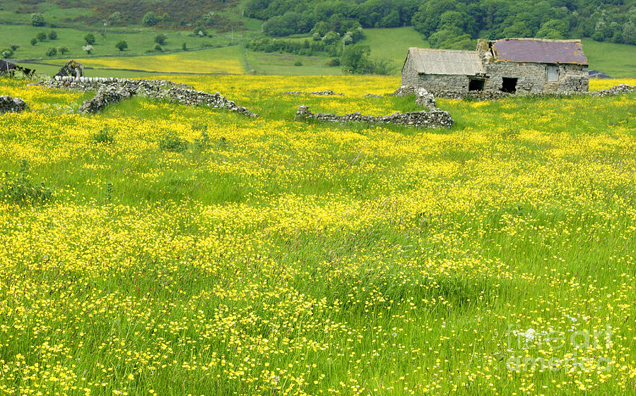 Abandoned In Yellow Photograph by David Birchall