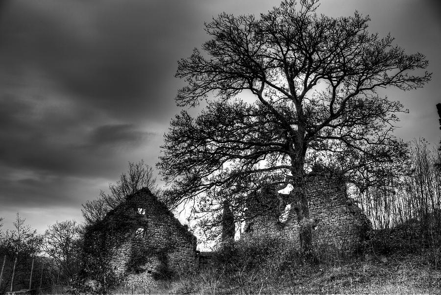 Tree Photograph - Abandoned by Ivan Slosar