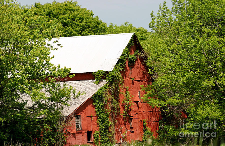 Tree Photograph - Abandoned Old Barn by Living Color Photography Lorraine Lynch