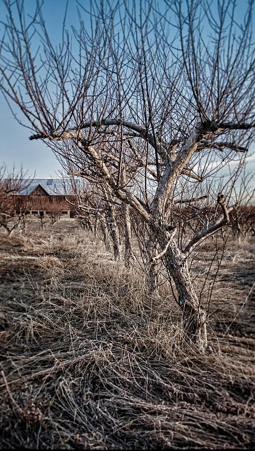 Abandoned Orchard Tree Photograph by Henry Kowalski