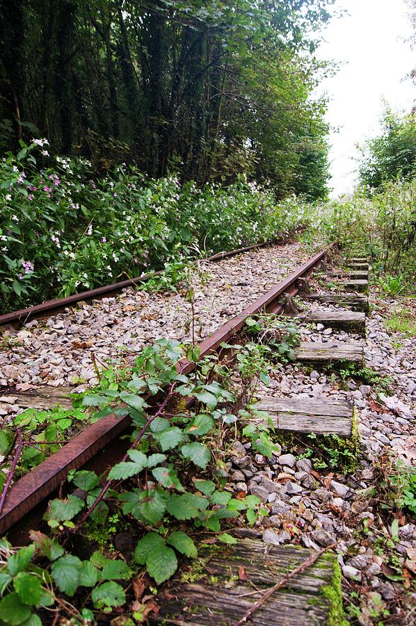Abandoned Photograph - Abandoned Rail Track. by Mark Williamson/science Photo Library