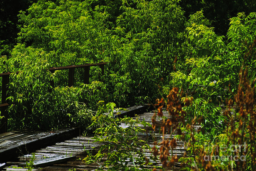 Abandoned Railroad Photograph by William Norton