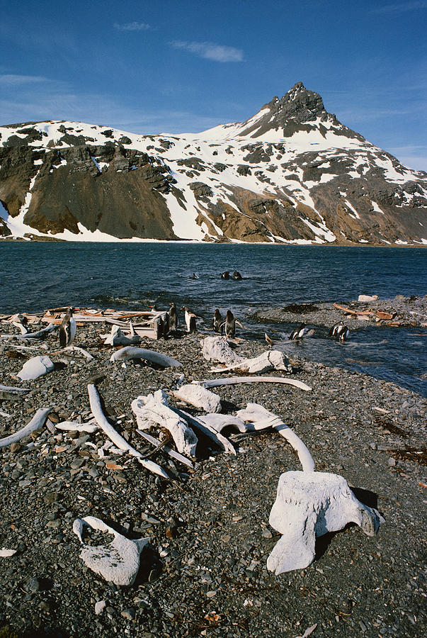 Abandoned Whaling Station Photograph by George Holton