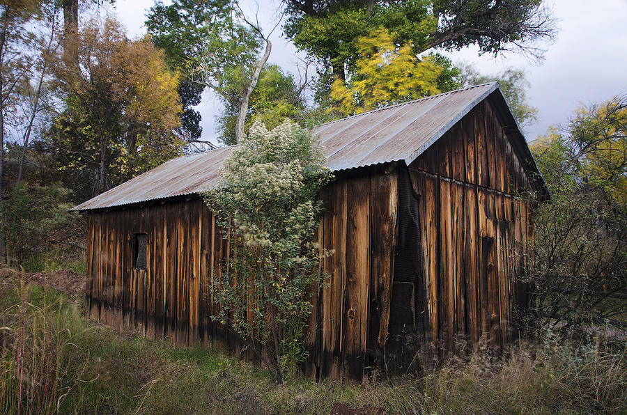 Abandoned Wood Building with fall colors Photograph by Dave Dilli