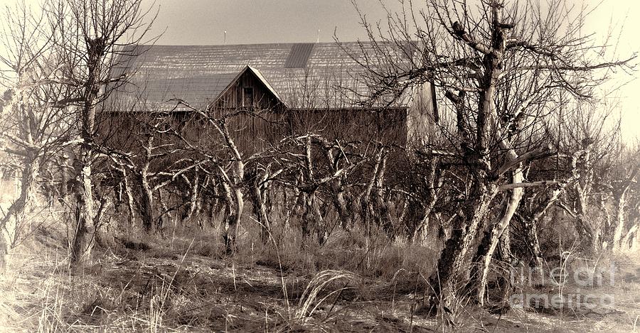 Abandoned Apple Orchard Photograph by Henry Kowalski