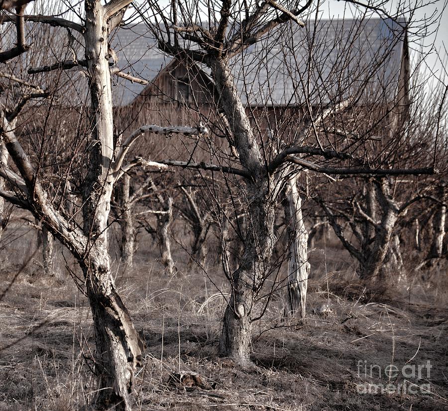 Abandoned Orchard Thicket Photograph by Henry Kowalski