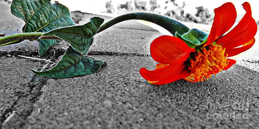 Abanon Sidewalk Flower Photograph by Samantha Radermacher