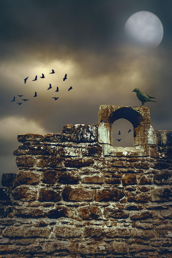 Bird Photograph - Abbey Wall by Amanda Elwell