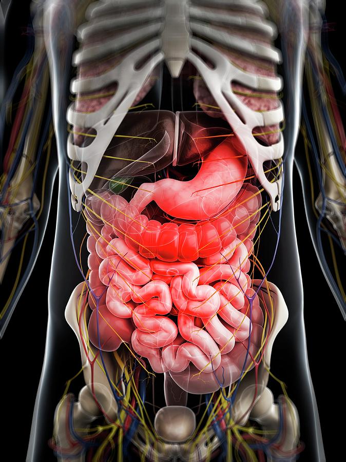 Abdominal Pain Photograph by Sciepro/science Photo Library