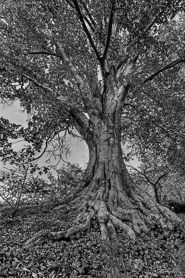 Abernathy Beech Tree Photograph by Jerry Gammon