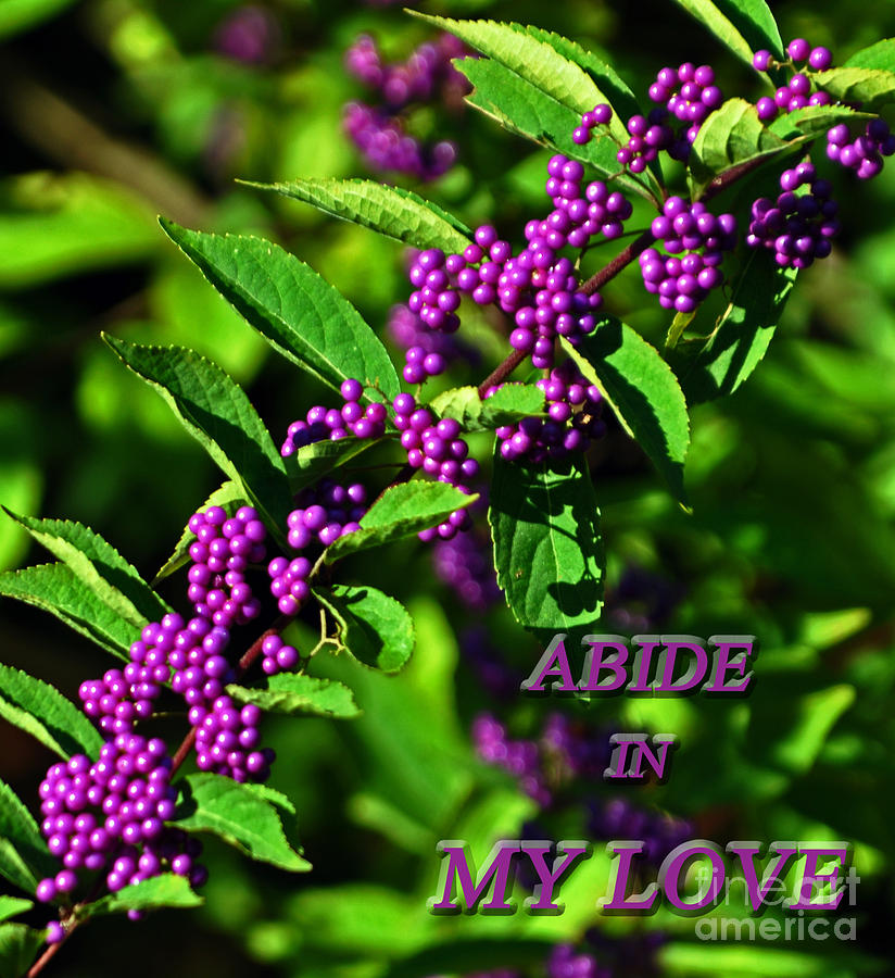 Abide In My Love Photograph by Lydia Holly