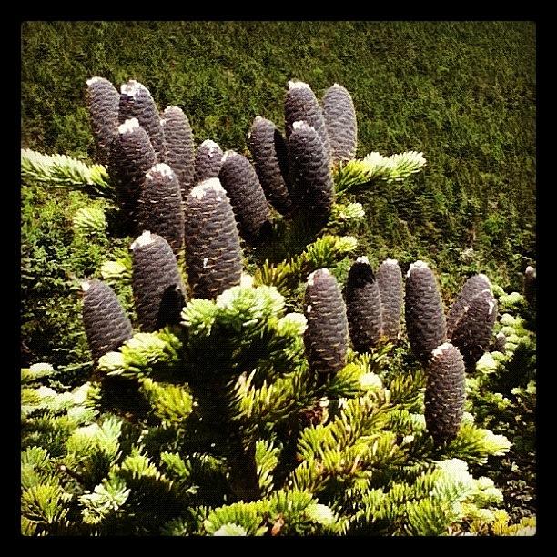 Abies Balsamea Pine Cones In The Photograph by Sadie Stone