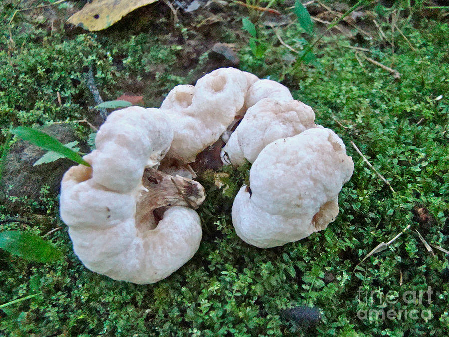 Aborted Entoloma - Amorphous White Blobby Mushrooms Photograph by Carol Senske