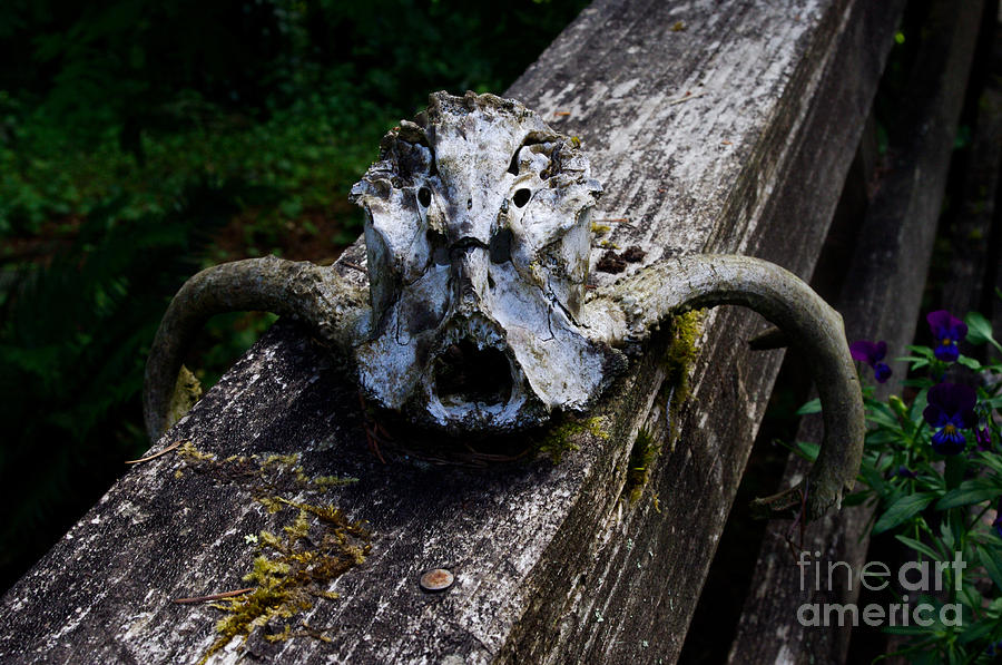 Deer Skull Photograph - About Face by Adria Trail