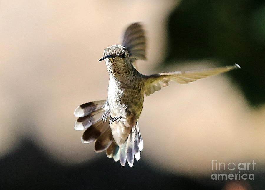 About Face Hummingbird Photograph by Carol Groenen