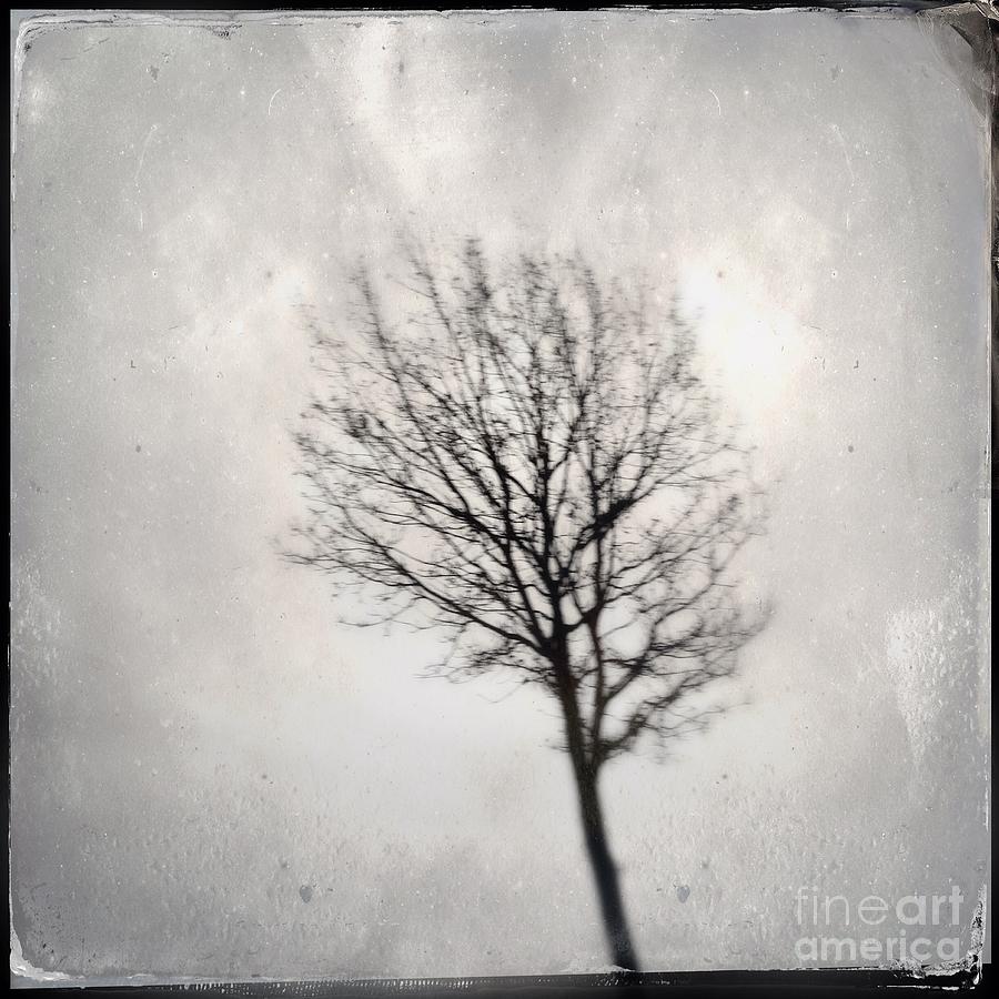 About Life single tree Photograph by Patricia Ramaer