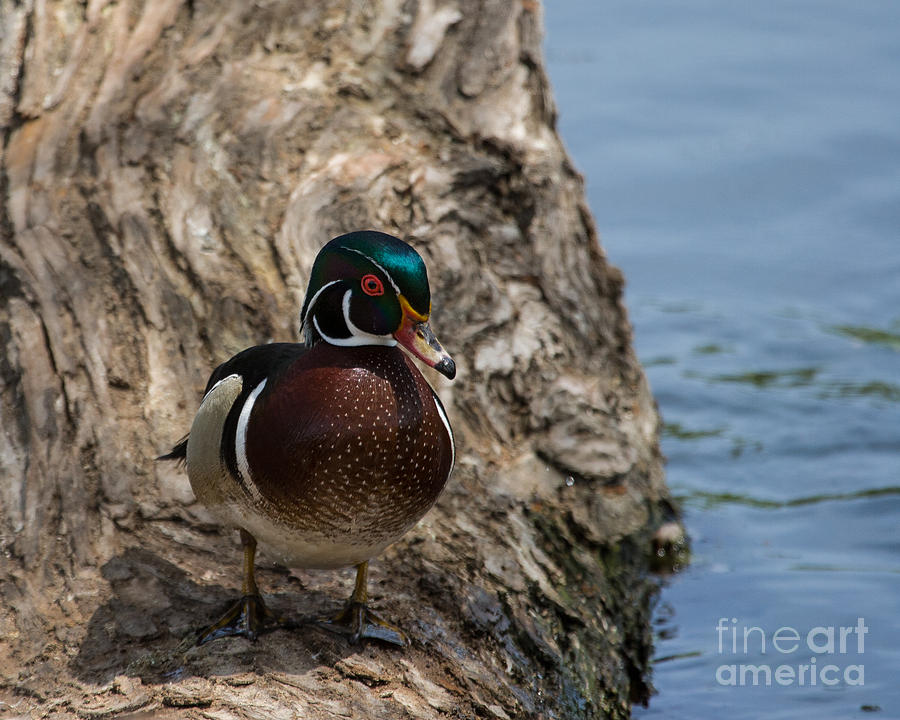Duck Photograph - About to Jump by Dale Nelson