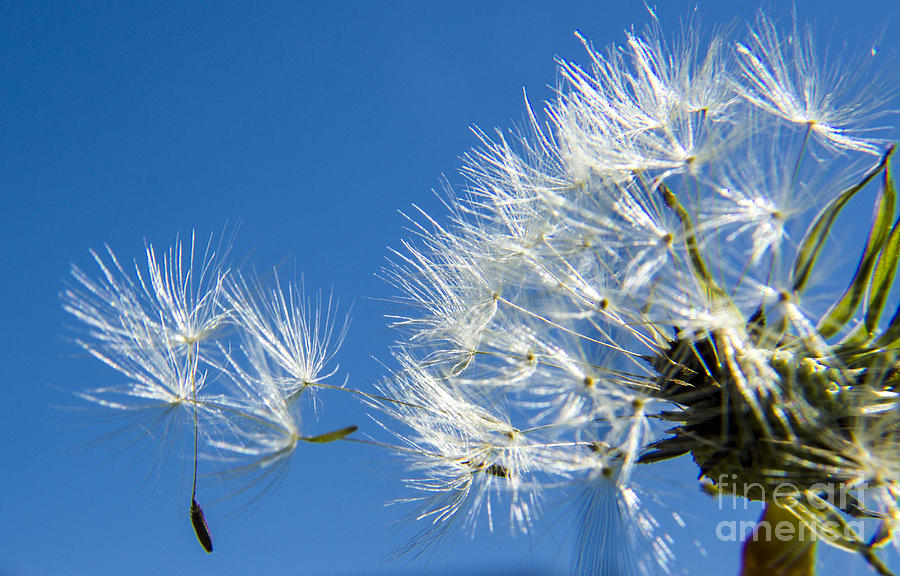 About To Leave - Dandelion Seeds Photograph
