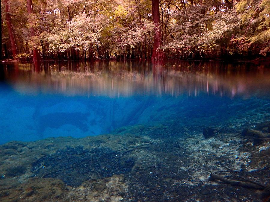 Above and Below Manatee Springs 1 Photograph by Sheri McLeroy