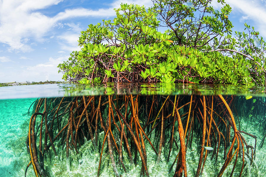 Above And Below Water View Of Mangrove Photograph by James White - Pixels