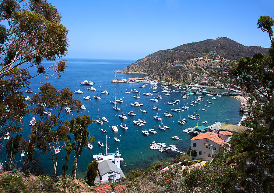 Boat Photograph - Above Catalina  by Camille Lopez