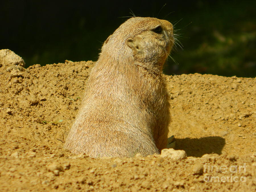 Above Ground View - Black-Tailed Prairie Dog Photograph by Emmy Vickers