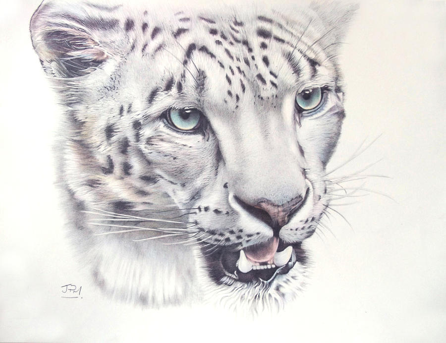 Above The Clouds - Snow Leopard Drawing by Jill Parry